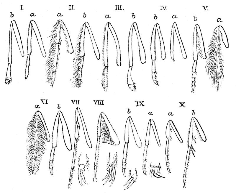 The Fauna of British India, including Ceylon and Burma (Butterflies Vol 1) - Fig. 11
