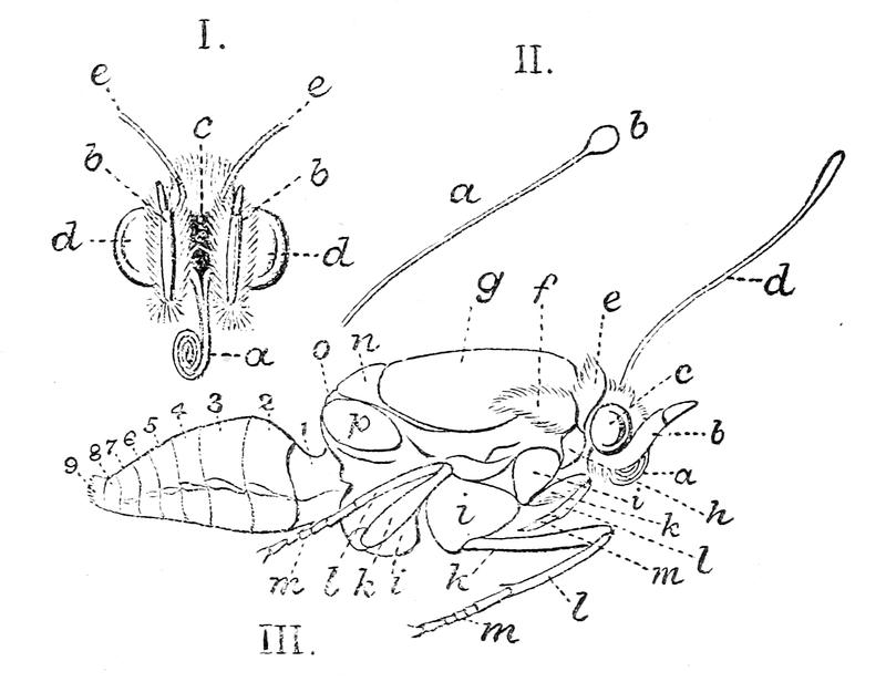 The Fauna of British India, including Ceylon and Burma (Butterflies Vol 1) - Fig. 2