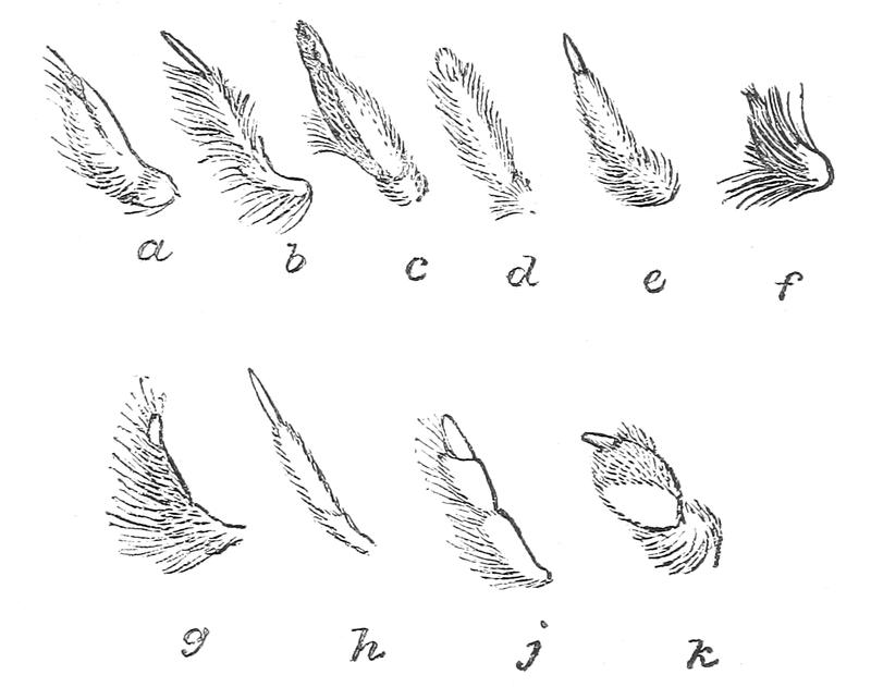 The Fauna of British India, including Ceylon and Burma (Butterflies Vol 1) - Fig. 3