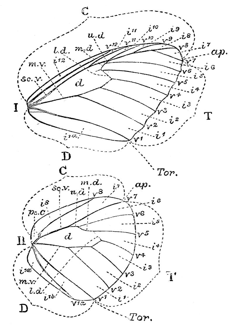 The Fauna of British India, including Ceylon and Burma (Butterflies Vol 1) - Fig. 5