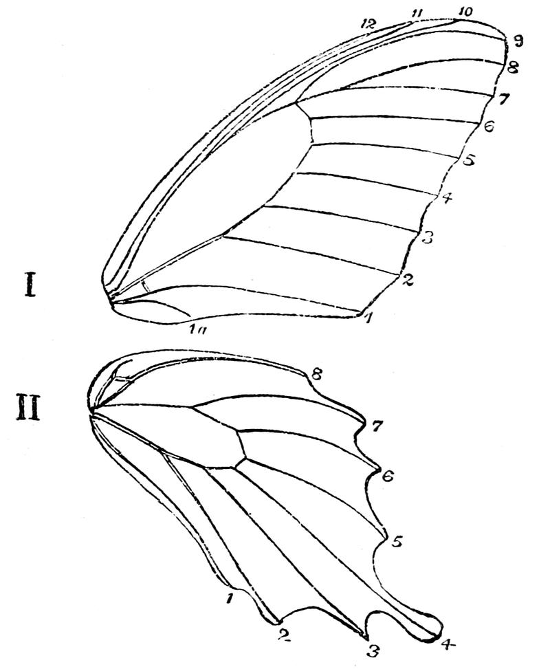 The Fauna of British India, including Ceylon and Burma (Butterflies Vol 1) - Fig. 7