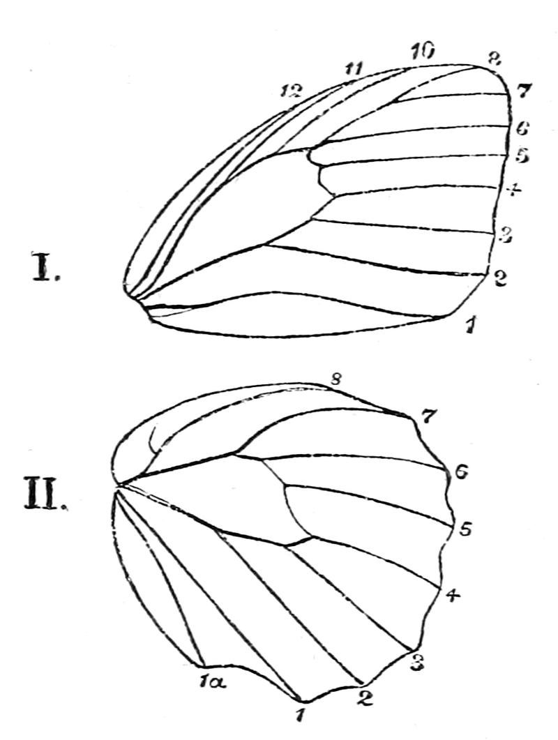 The Fauna of British India, including Ceylon and Burma (Butterflies Vol 1) - Fig. 8