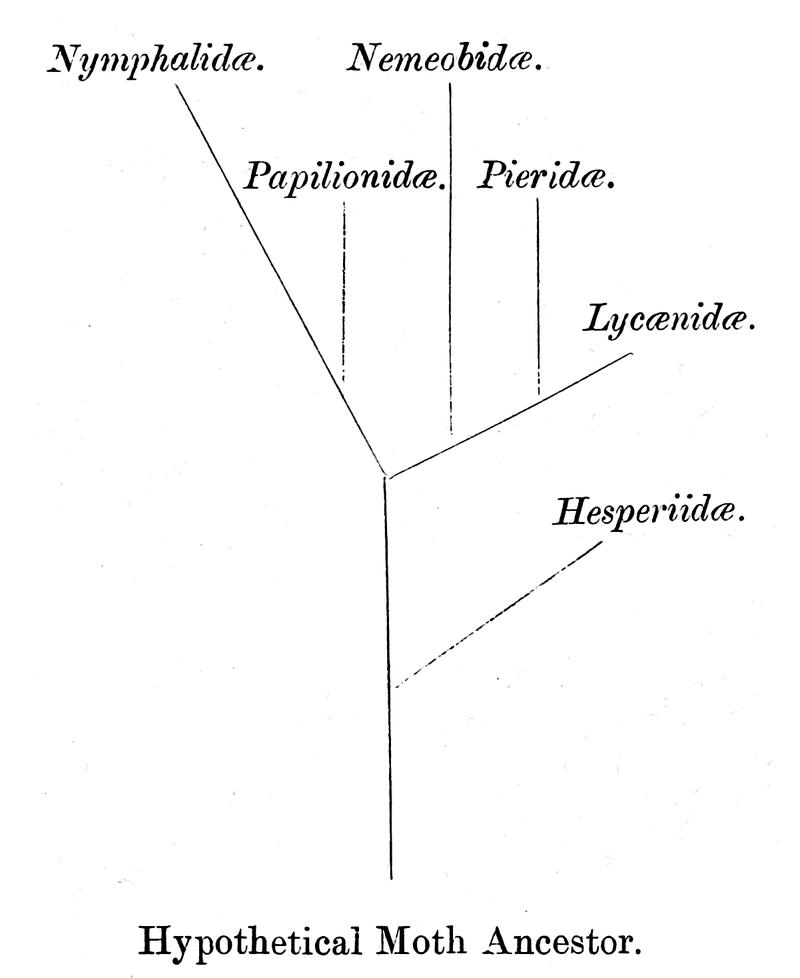 The Fauna of British India, including Ceylon and Burma (Butterflies Vol 1) - p. xii
