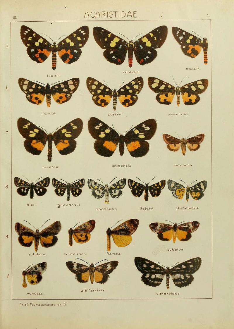 The Macrolepidoptera of the world (Plate 53) (6119678233)