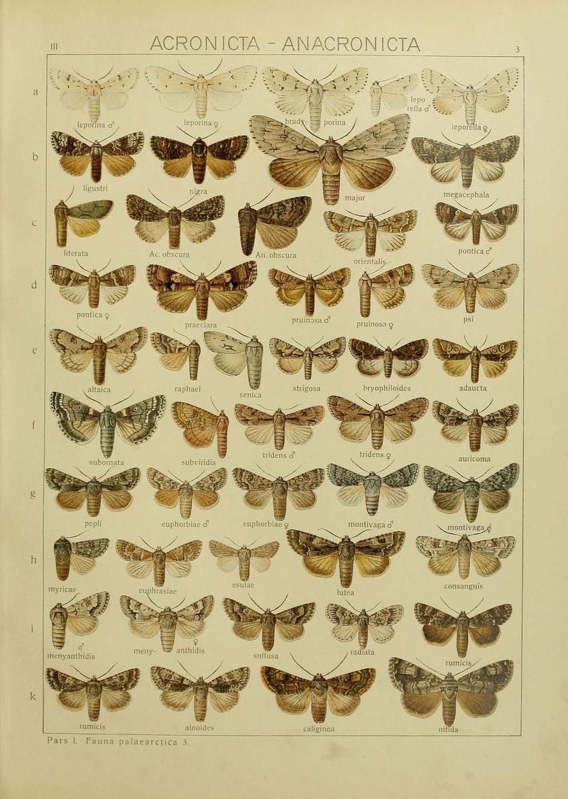 The Macrolepidoptera of the world (Plate 53) (6119678599)