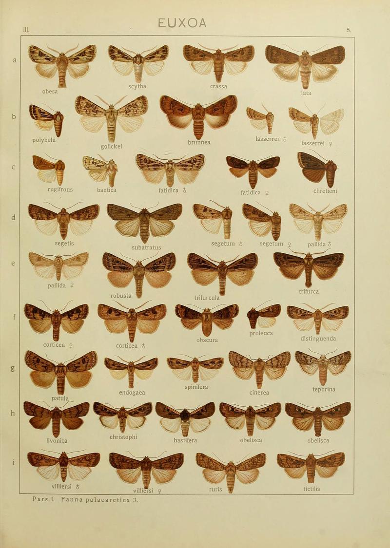 The Macrolepidoptera of the world (Plate 53) (6119678965)