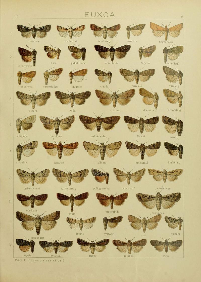The Macrolepidoptera of the world (Plate 53) (6119679133)