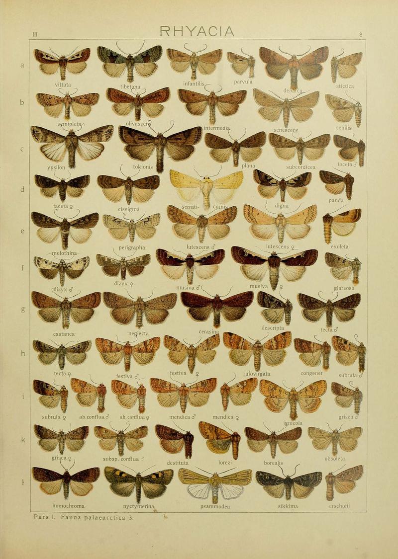 The Macrolepidoptera of the world (Plate 53) (6119679499)