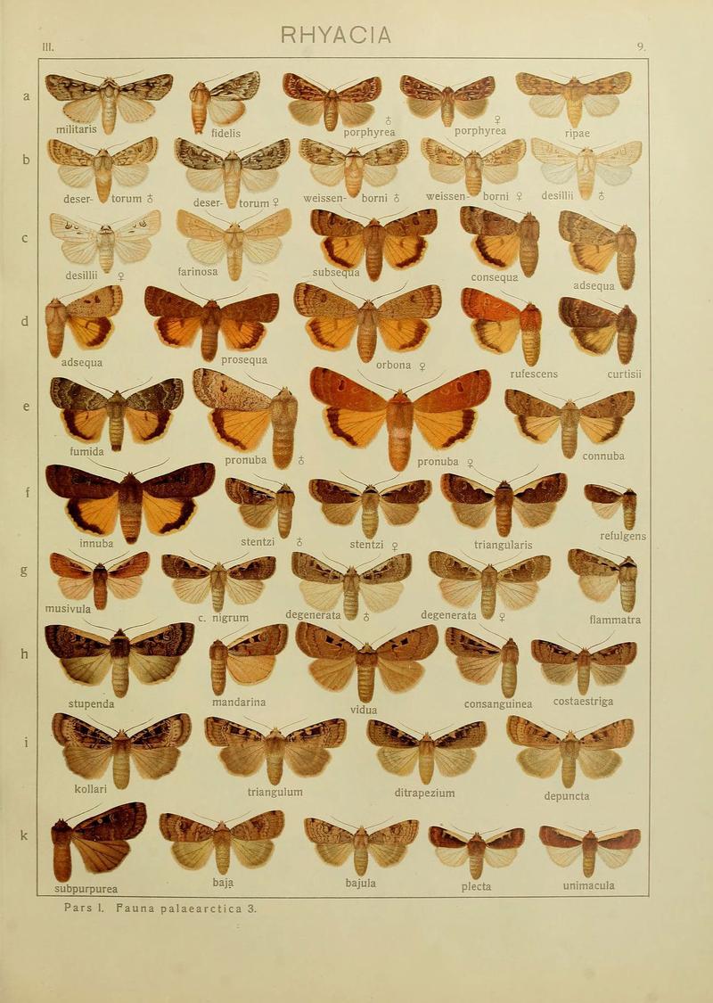 The Macrolepidoptera of the world (Plate 53) (6119679657)