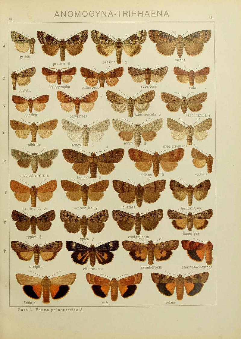 The Macrolepidoptera of the world (Plate 53) (6119680619)