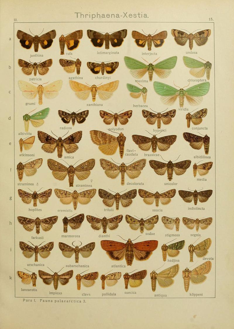 The Macrolepidoptera of the world (Plate 53) (6119680773)