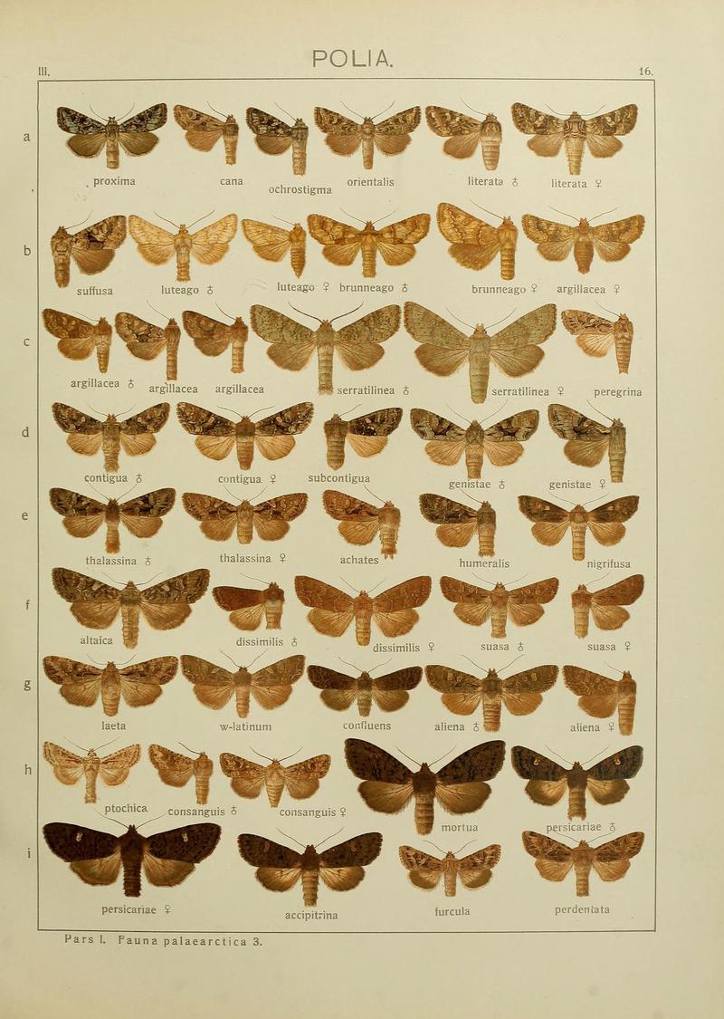The Macrolepidoptera of the world (Plate 53) (6119680989)