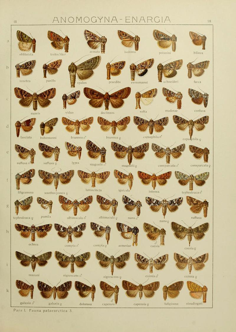 The Macrolepidoptera of the world (Plate 53) (6119681247)