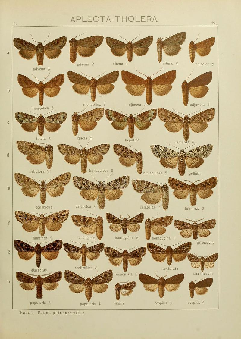 The Macrolepidoptera of the world (Plate 53) (6119681393)