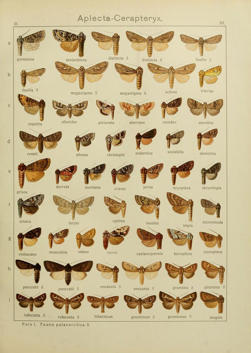 The Macrolepidoptera of the world (Plate 53) (6119681575)