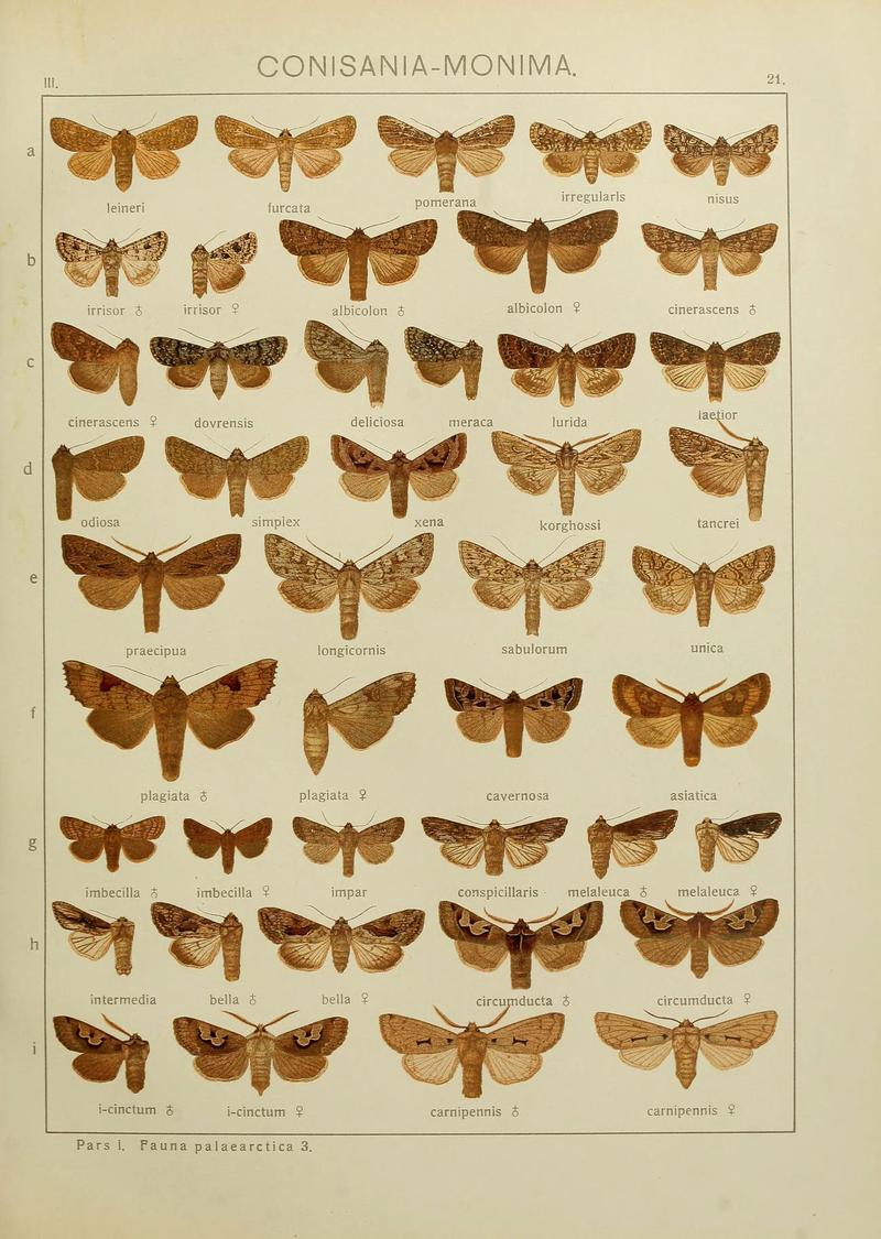 The Macrolepidoptera of the world (Plate 53) (6119681731)