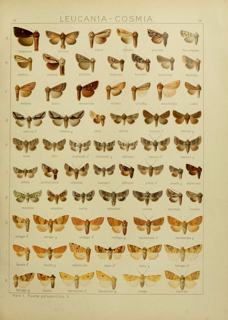 The Macrolepidoptera of the world (Plate 53) (6119682225)