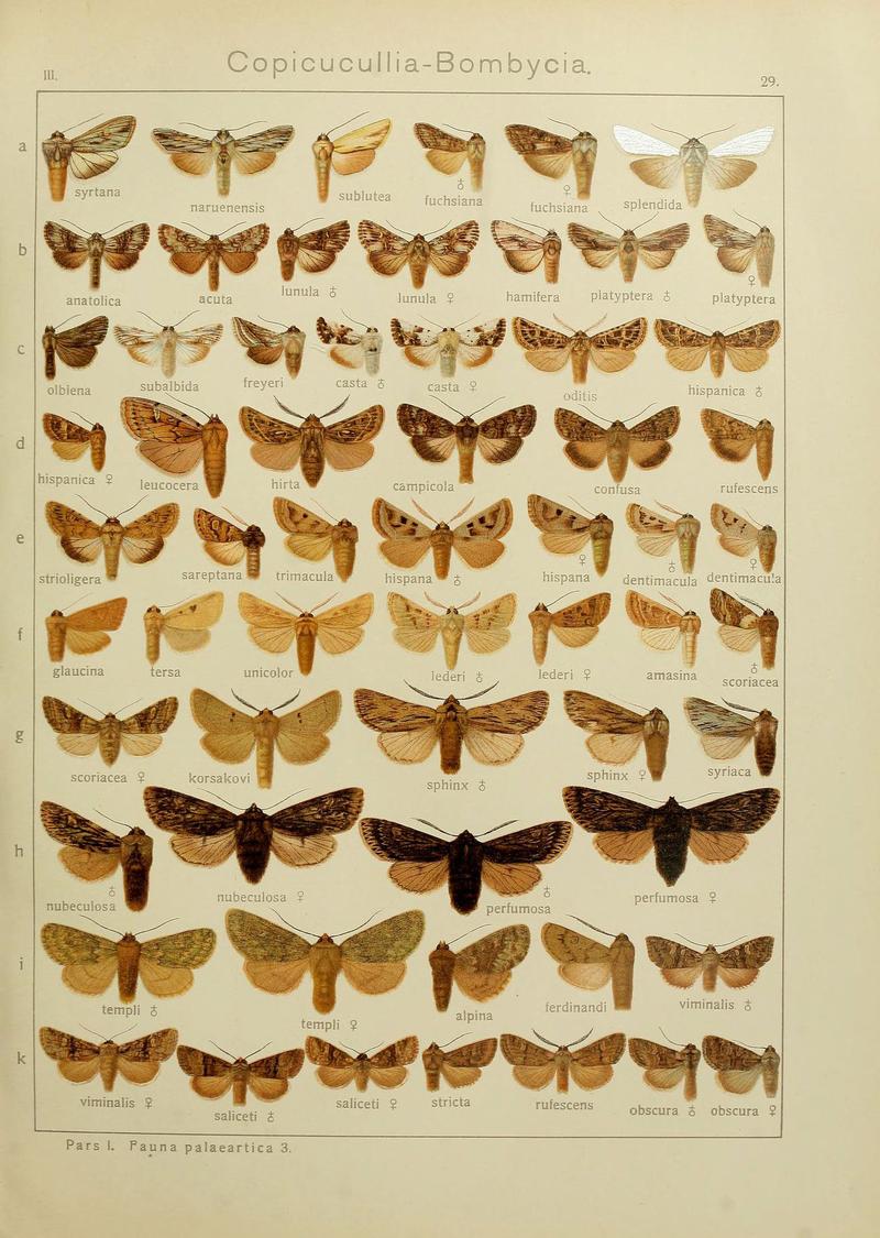 The Macrolepidoptera of the world (Plate 53) (6119683227)