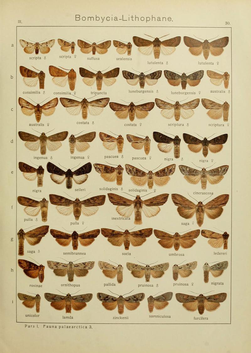 The Macrolepidoptera of the world (Plate 53) (6119683355)