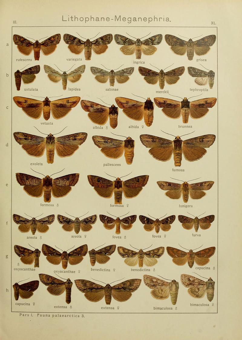 The Macrolepidoptera of the world (Plate 53) (6119683513)