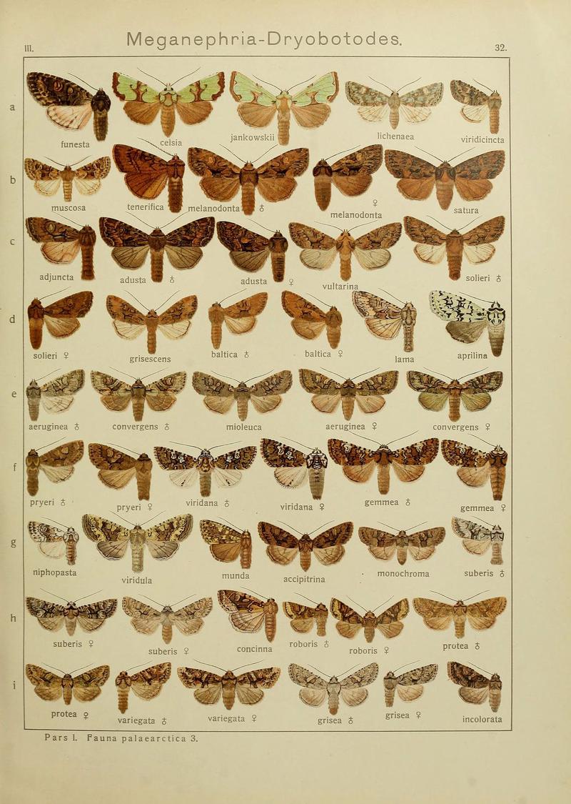 The Macrolepidoptera of the world (Plate 53) (6119683733)