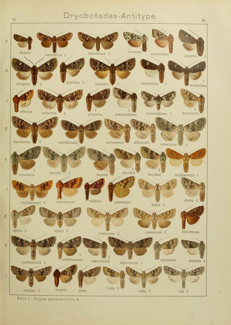 The Macrolepidoptera of the world (Plate 53) (6119683905)