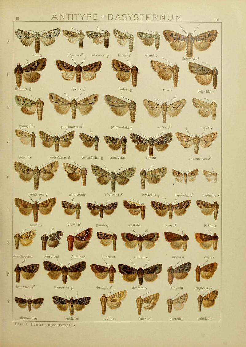 The Macrolepidoptera of the world (Plate 53) (6119684079)
