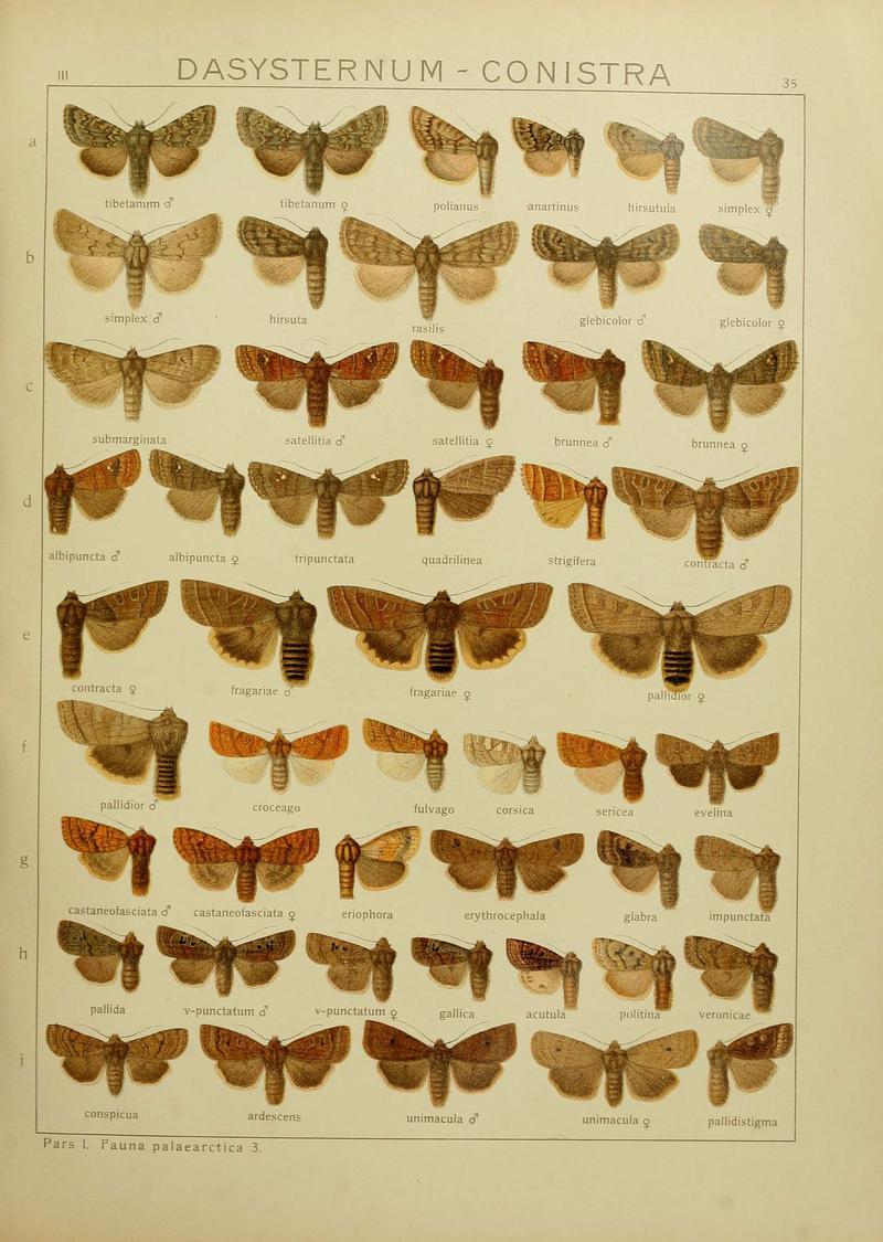 The Macrolepidoptera of the world (Plate 53) (6119684247)
