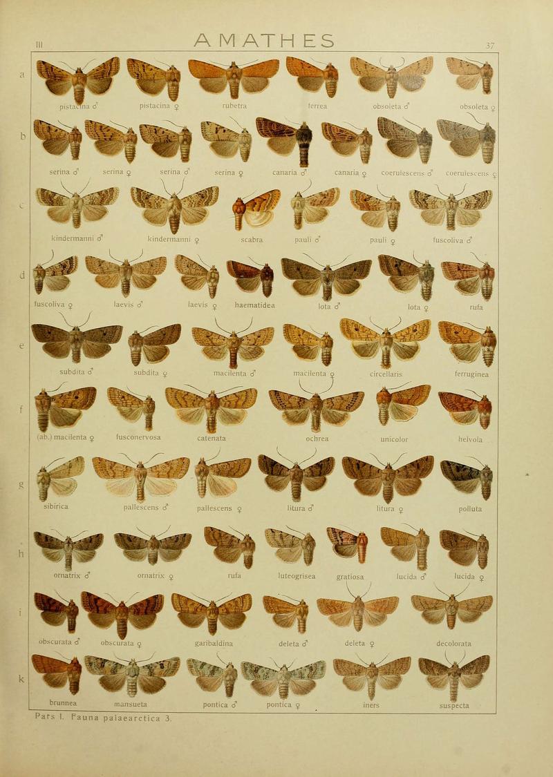 The Macrolepidoptera of the world (Plate 53) (6119684579)