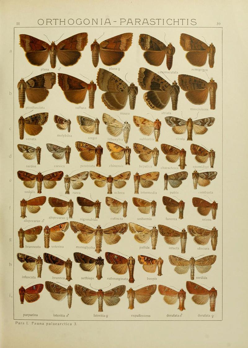 The Macrolepidoptera of the world (Plate 53) (6119684869)