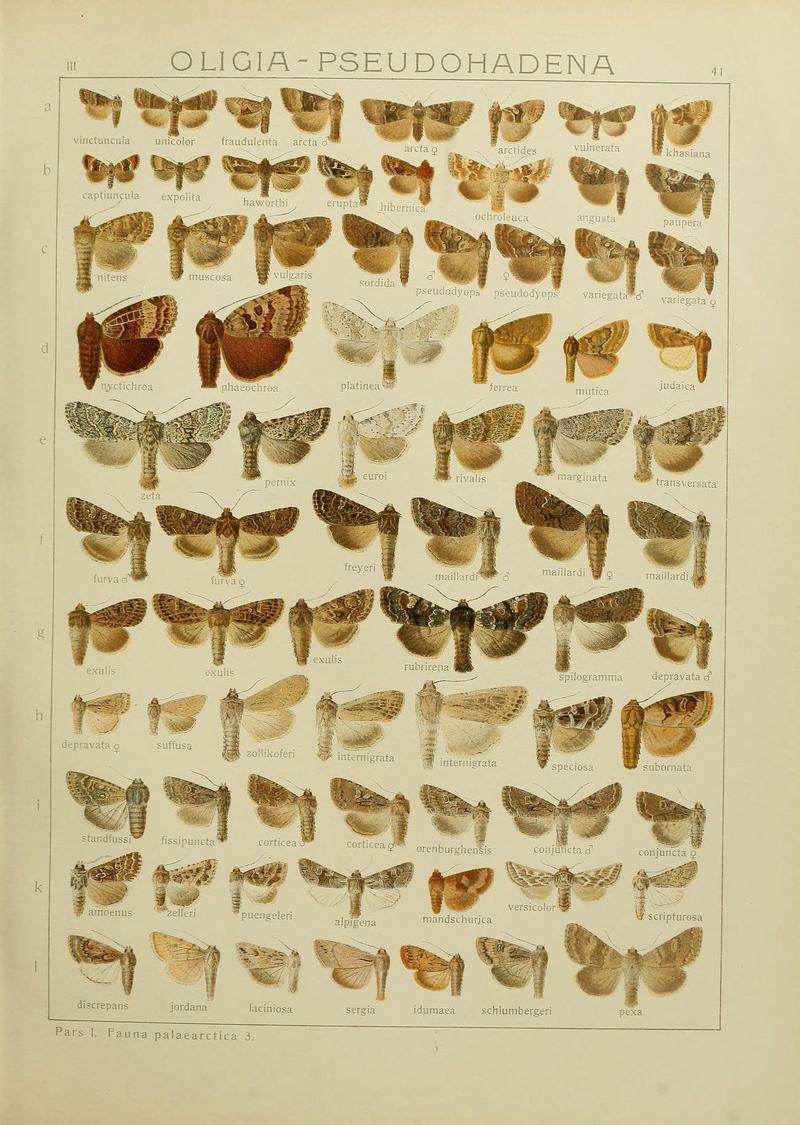 The Macrolepidoptera of the world (Plate 53) (6119685357)