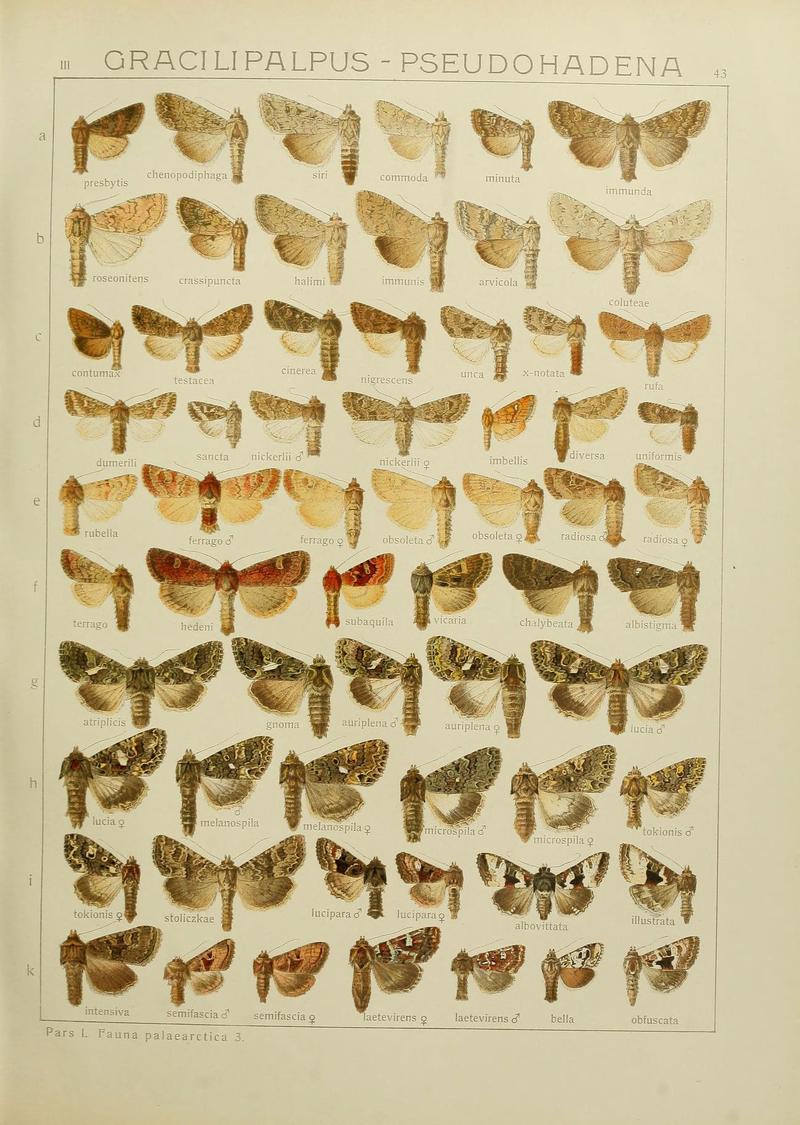 The Macrolepidoptera of the world (Plate 53) (6119685743)