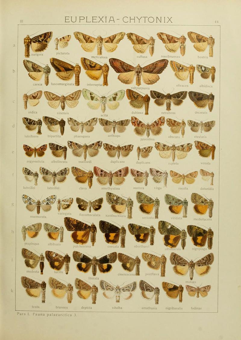 The Macrolepidoptera of the world (Plate 53) (6119685871)