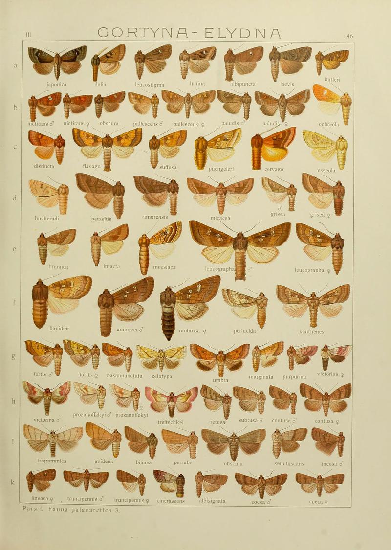 The Macrolepidoptera of the world (Plate 53) (6119686261)