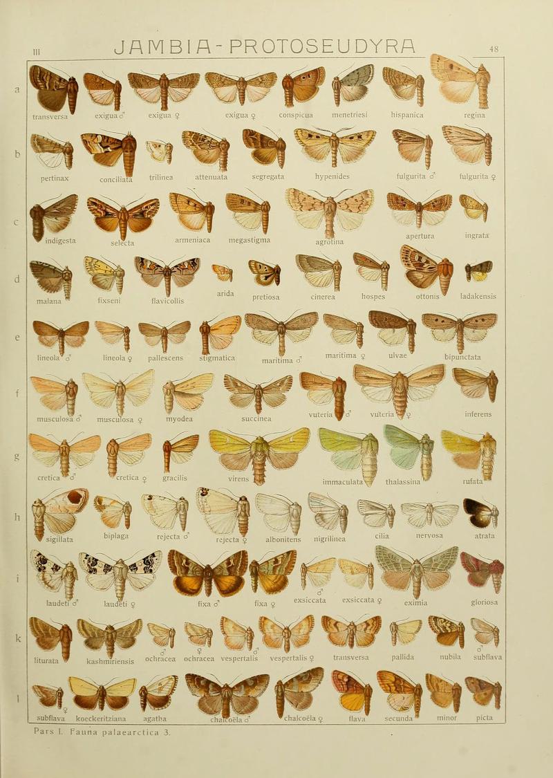 The Macrolepidoptera of the world (Plate 53) (6119686563)