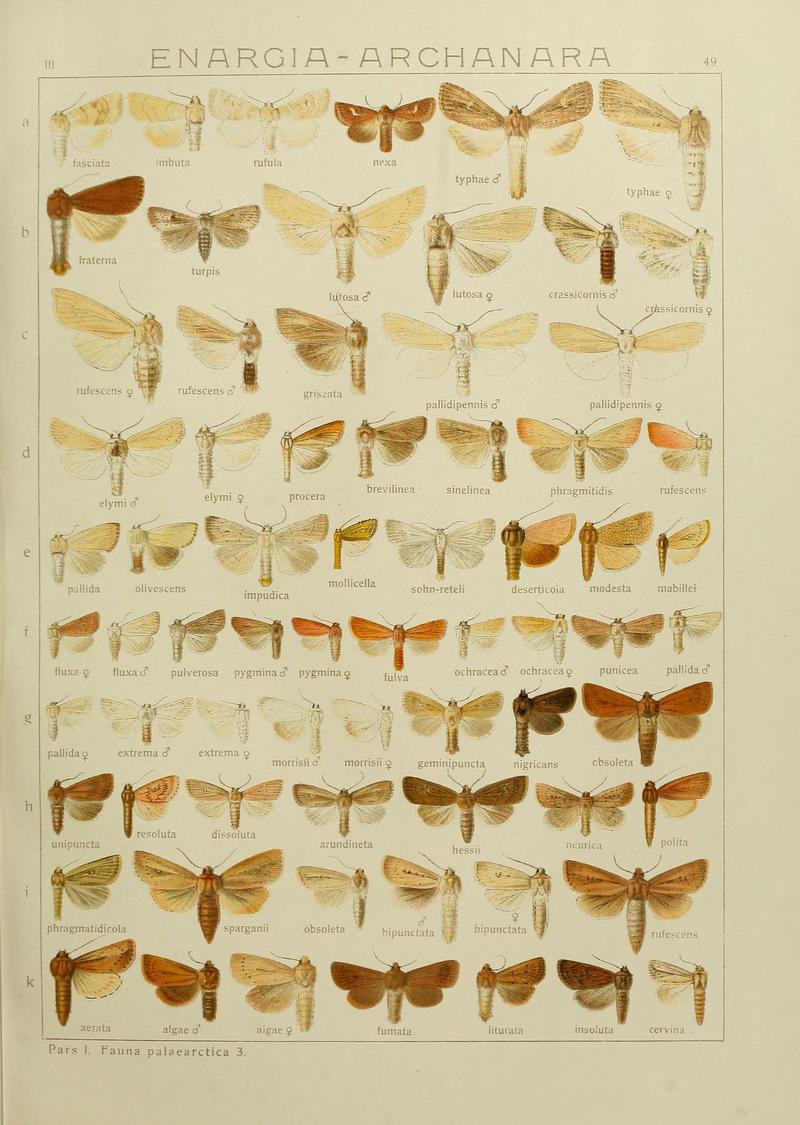 The Macrolepidoptera of the world (Plate 53) (6119686721)