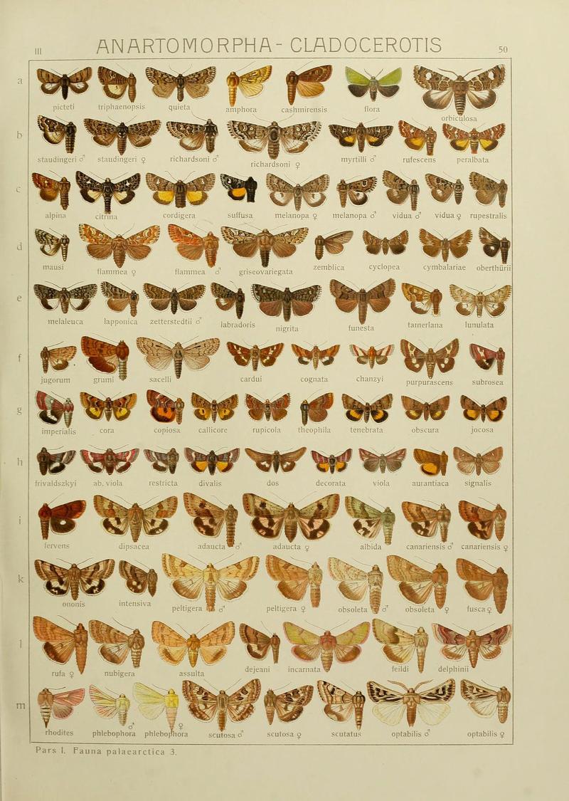 The Macrolepidoptera of the world (Plate 53) (6119686875)