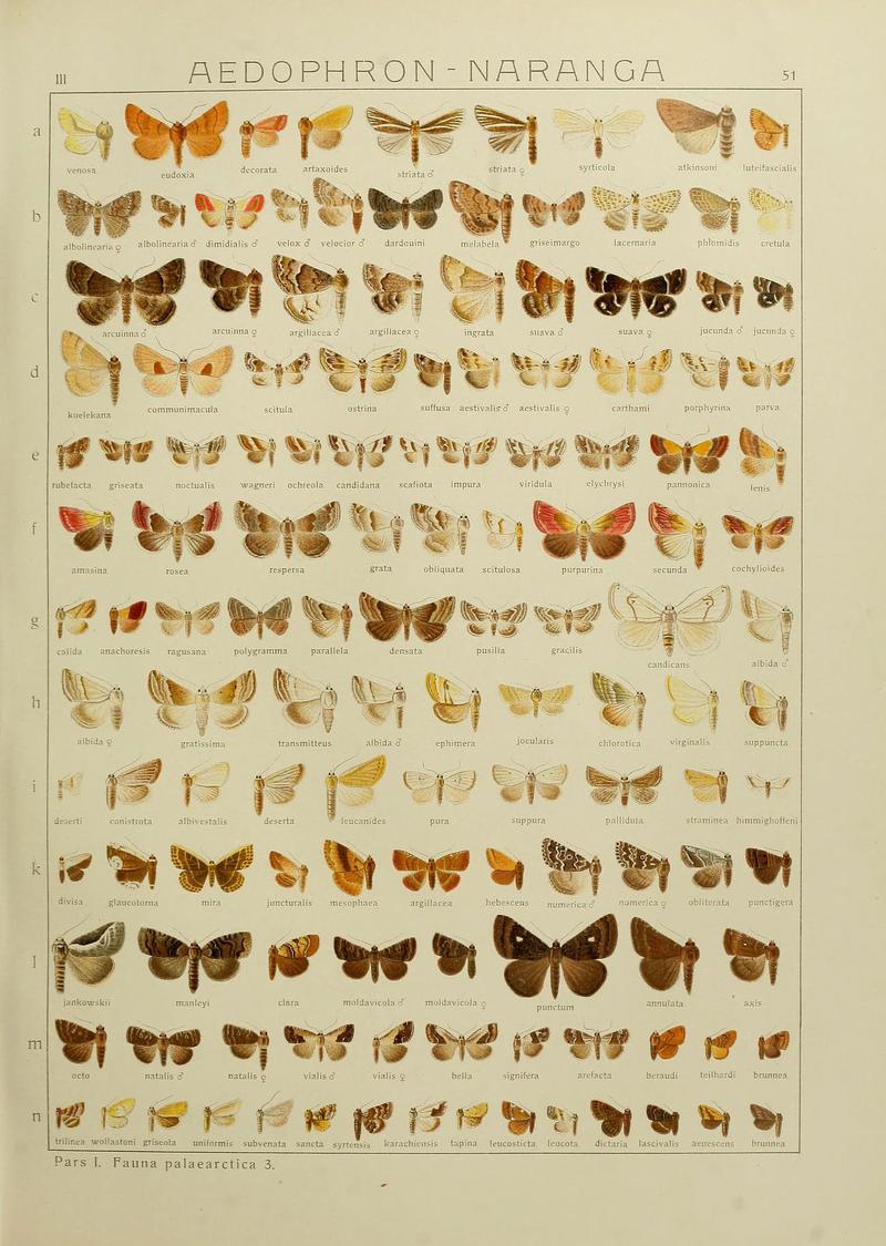 The Macrolepidoptera of the world (Plate 53) (6119687079)