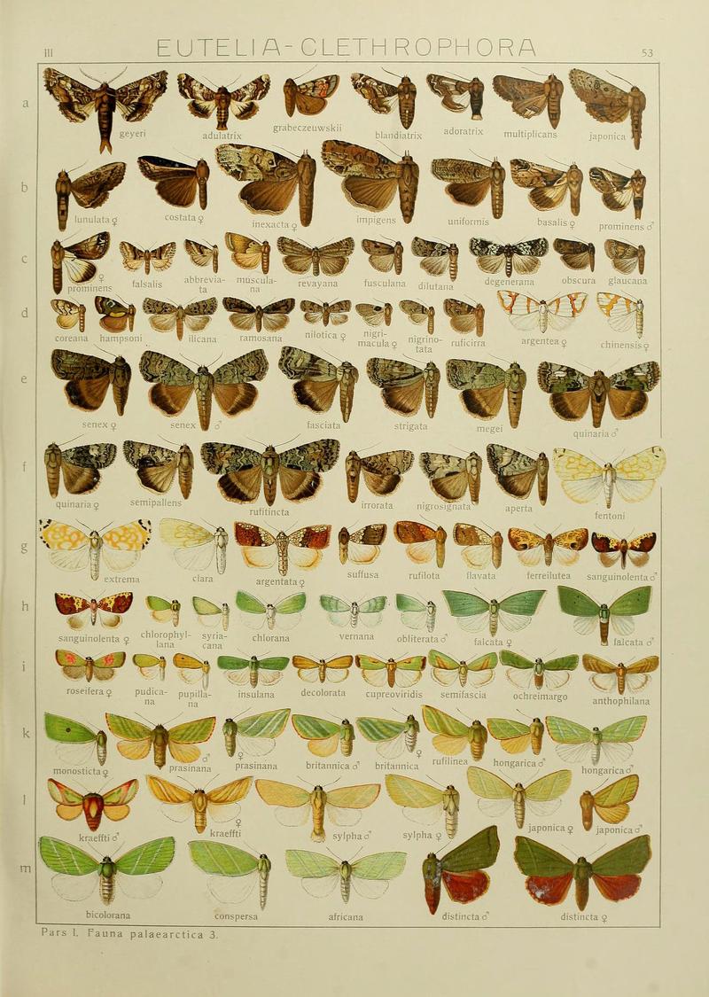 The Macrolepidoptera of the world (Plate 53) (6119687501)