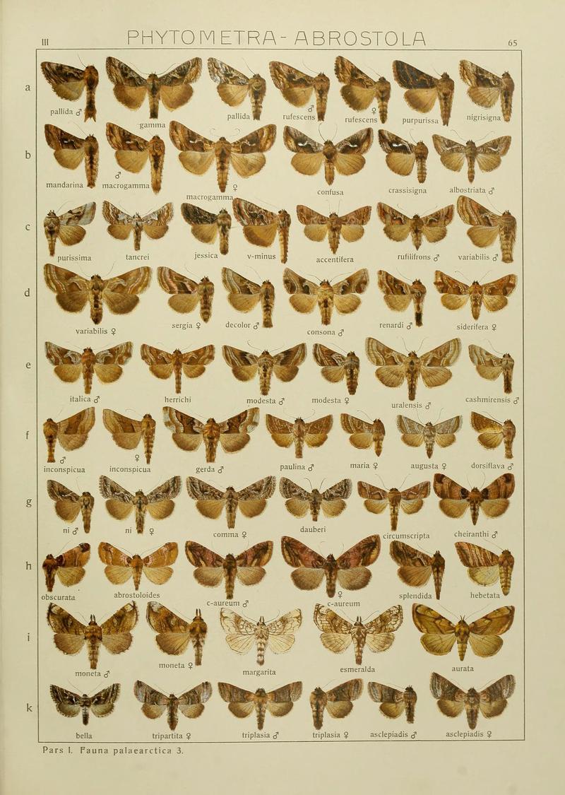 The Macrolepidoptera of the world (Plate 53) (6119690169)