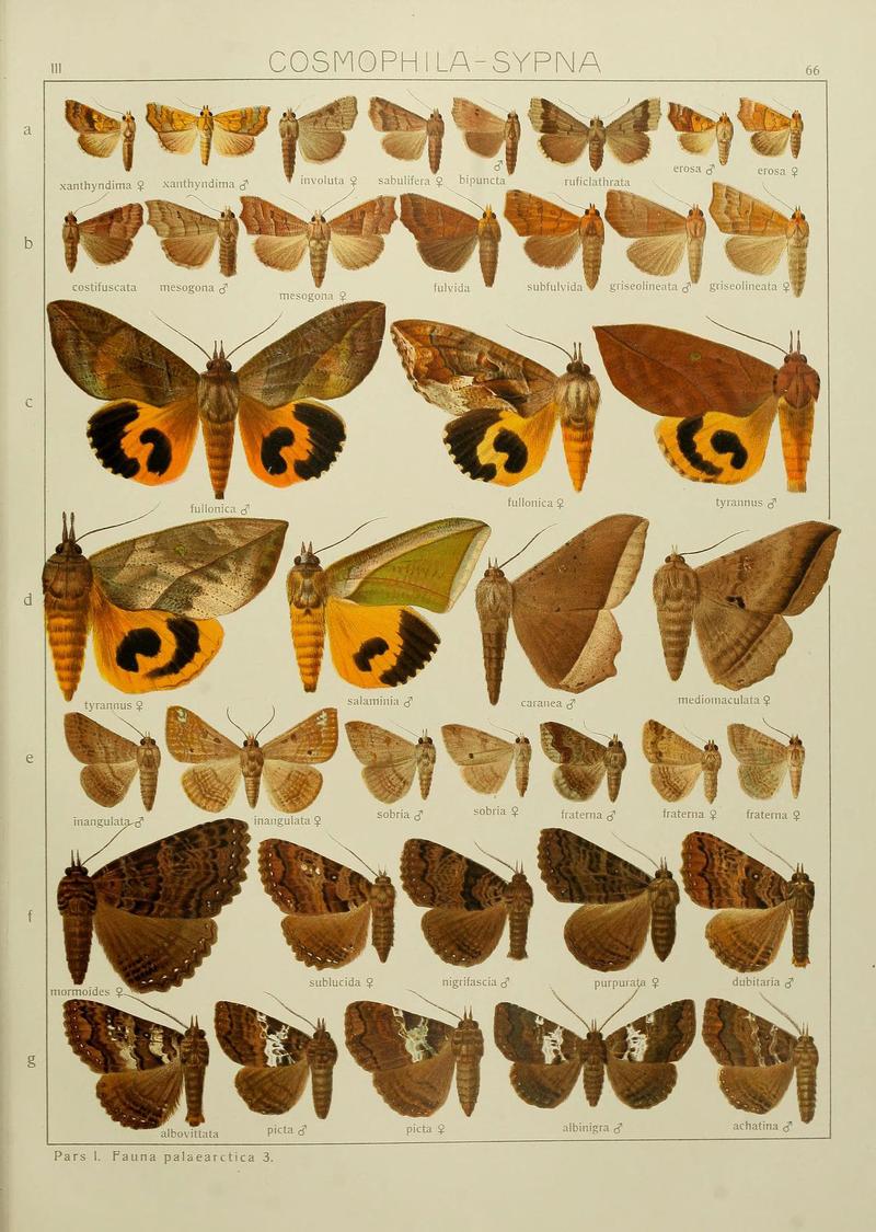 The Macrolepidoptera of the world (Plate 53) (6119690325)