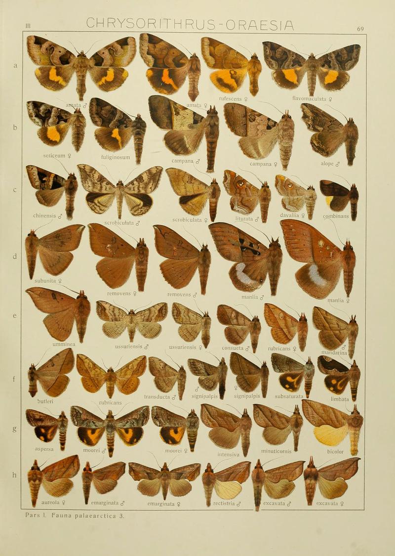 The Macrolepidoptera of the world (Plate 53) (6119690915)