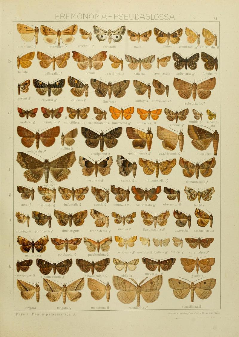 The Macrolepidoptera of the world (Plate 53) (6119691383)