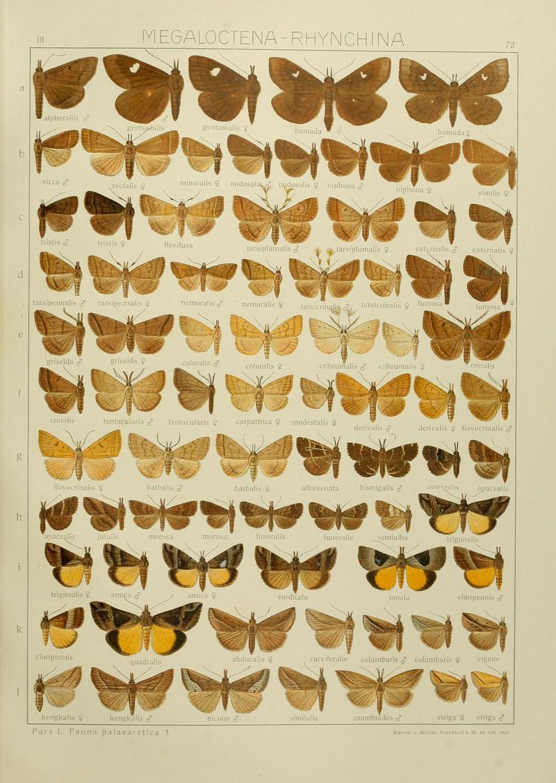 The Macrolepidoptera of the world (Plate 53) (6119691537)