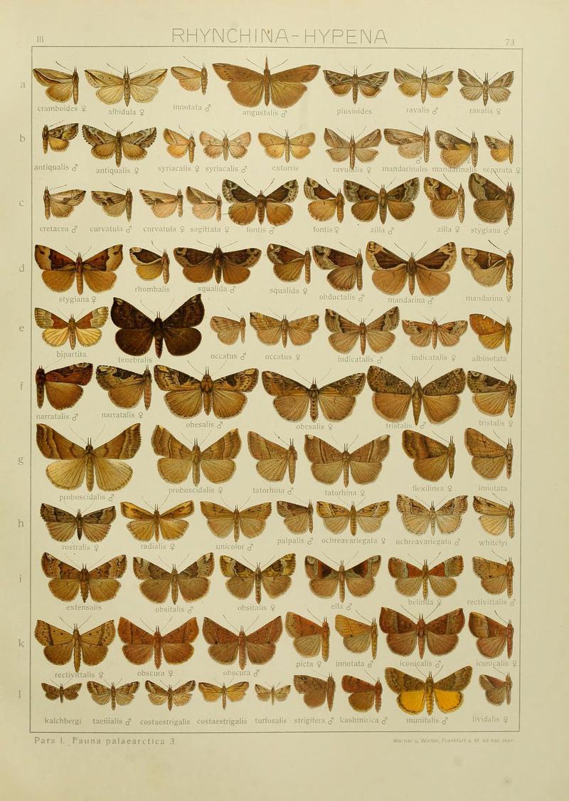 The Macrolepidoptera of the world (Plate 53) (6119691757)