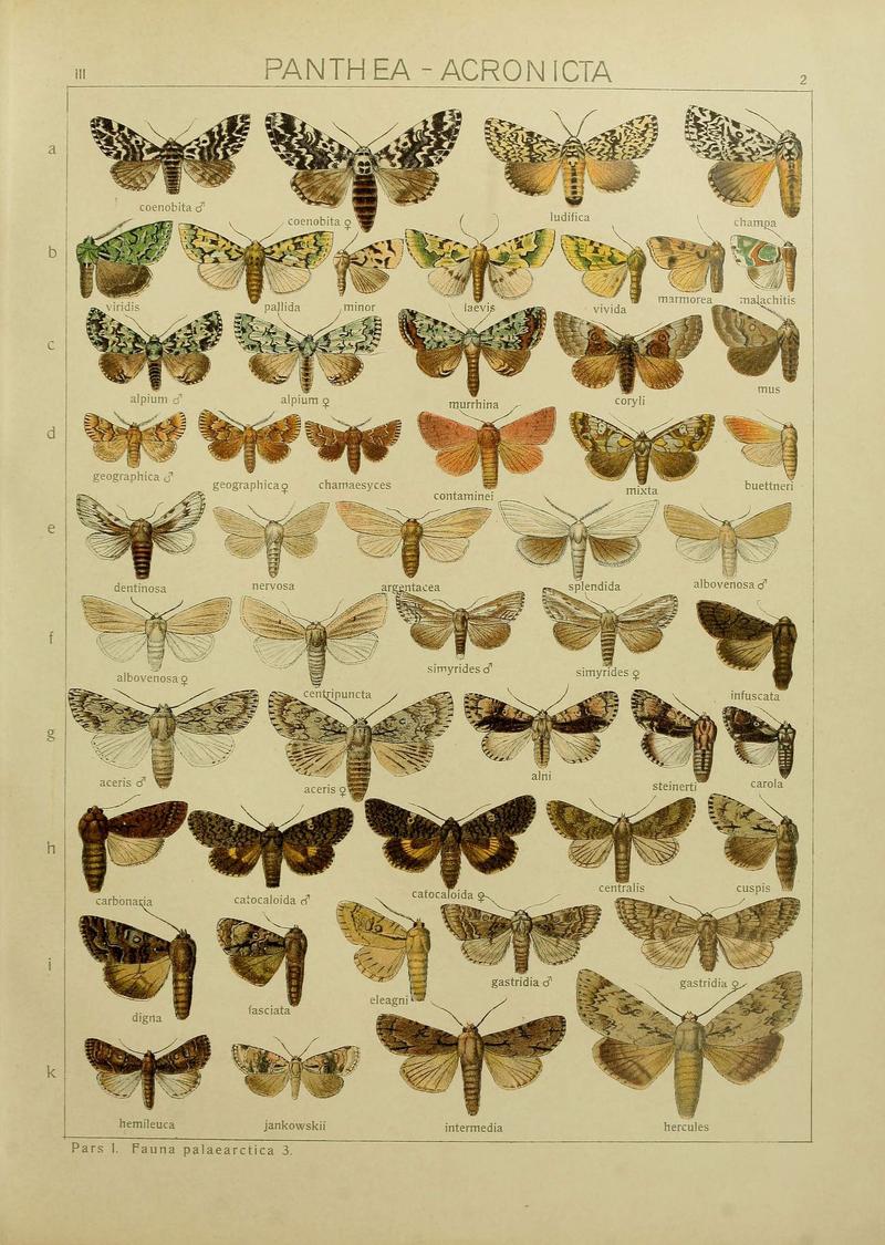 The Macrolepidoptera of the world (Plate 53) (6120221836)