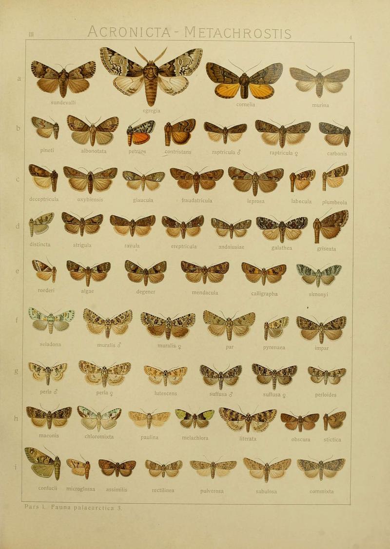 The Macrolepidoptera of the world (Plate 53) (6120222162)