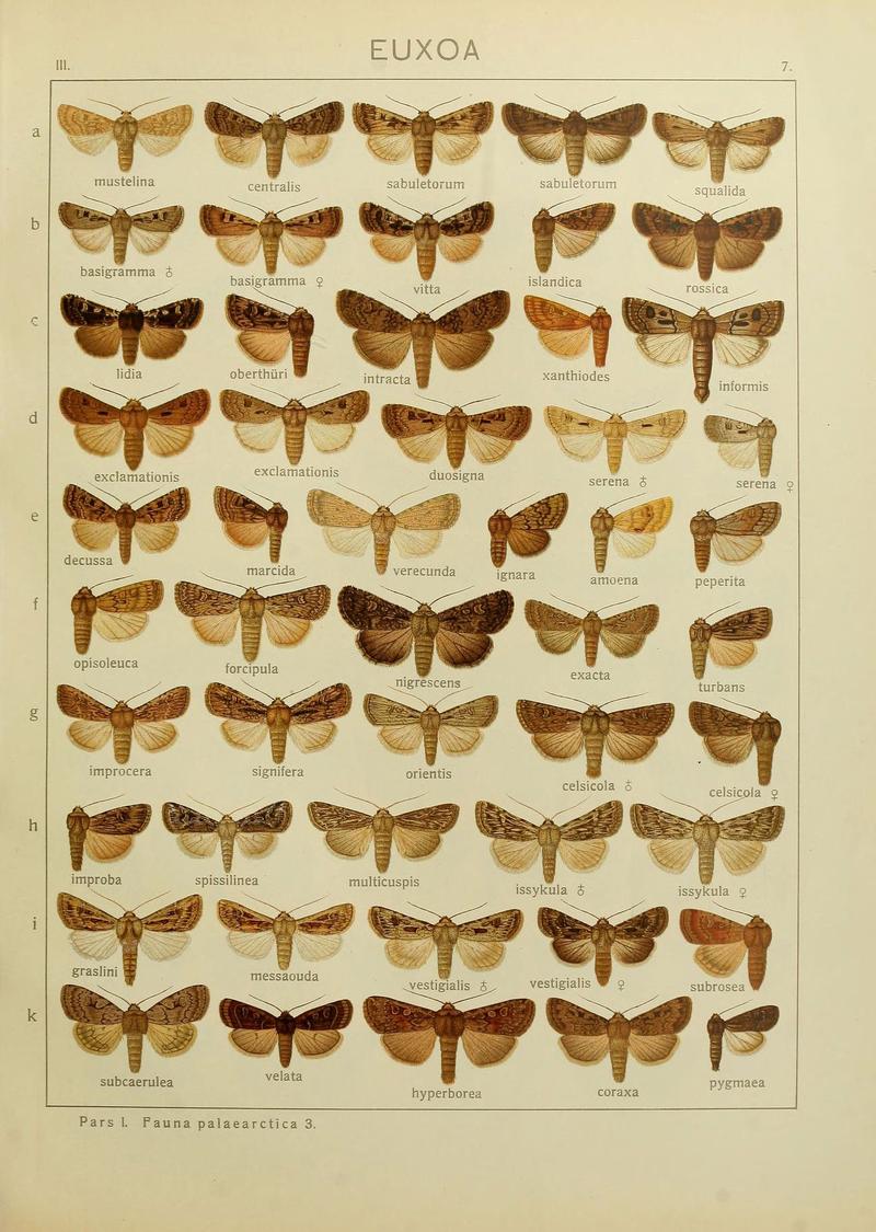 The Macrolepidoptera of the world (Plate 53) (6120222704)