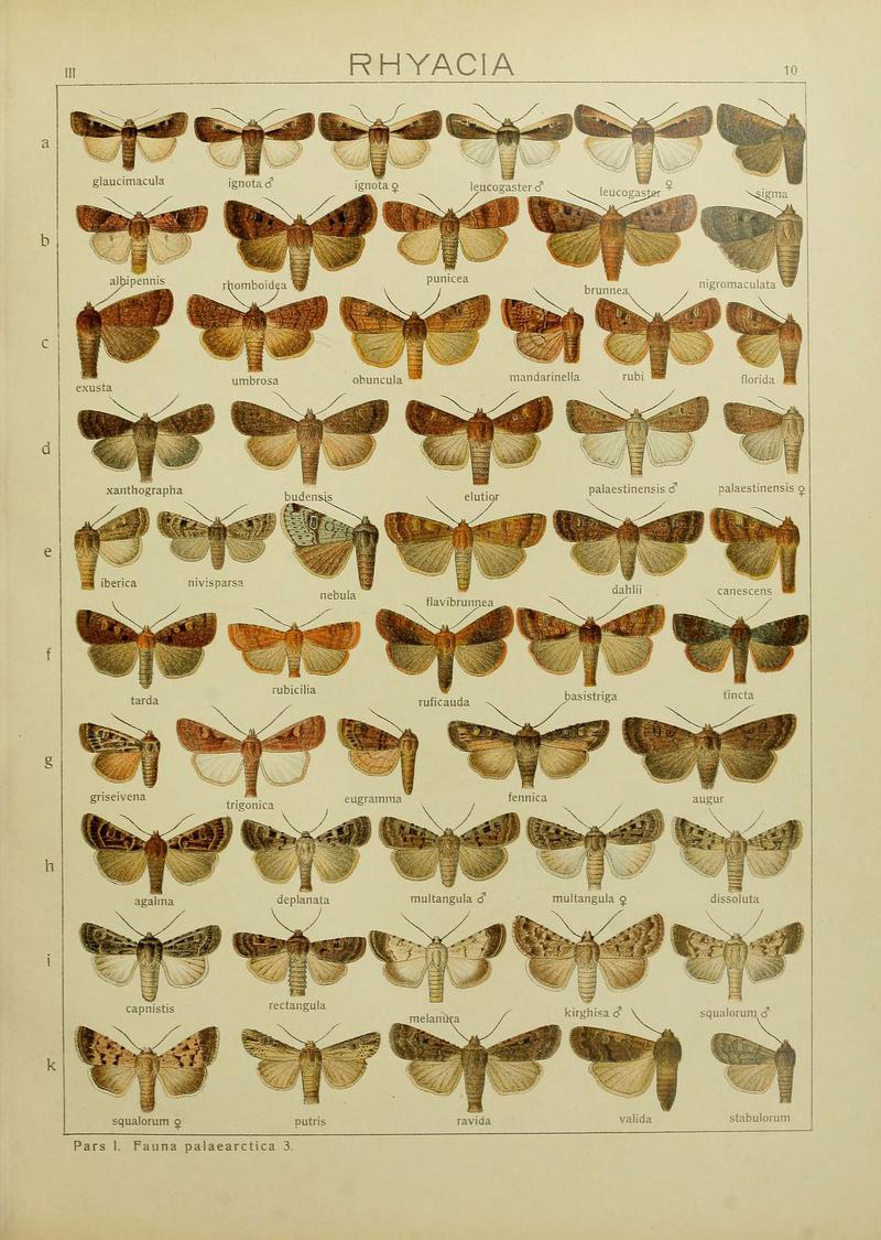 The Macrolepidoptera of the world (Plate 53) (6120223280)
