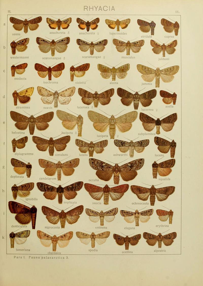 The Macrolepidoptera of the world (Plate 53) (6120223478)